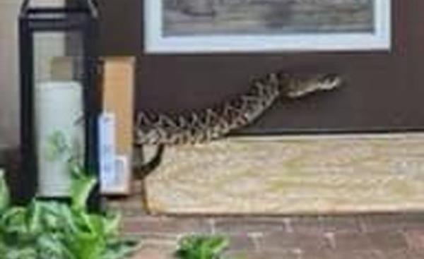 12540181 Florida Amazon driver left in a serious co<em></em>ndition after eastern diamo<em></em>ndback rattlesnake jumped out and bit her leg as she delivered a parcelhttps://www.facebook.com/photo/?fbid=692244722937221&set=a.227782392716792