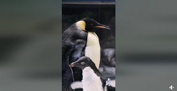 SeaWorld San Diego recently welcomed an emperor penguin chick to its family -- marking the first hatchling of the threatened species in the Western Hemisphere in nearly 13 years.