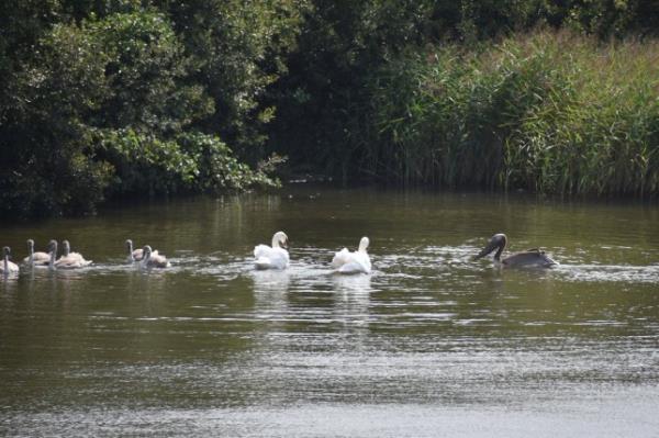 ***SUN OUT, SUN o<em></em>nLINE OUT*** The escaped pelican engages with a family of swans. See SWNS story SWLNpelican. A pelican that escaped from a zoo nearly three weeks ago has been spotted swimming in a lake with swans. The un-named bird - which was 14 weeks old at the time of its disappearance - flew away from Blackpool Zoo, Lancs, on August 4 after being scared by gulls. The pelican has been spotted by members of the public numerous times since the disappearance, but search teams from the zoo have been unable to find it.