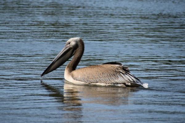 ***SUN OUT, SUN o<em></em>nLINE OUT*** Blackpool Zoo ask members of the public to keep an eye out for their escaped pelican, recently sighted at Middleton Nature Reserve in Heysham, Lancs. See SWNS story SWLNpelican. A pelican that escaped from a zoo nearly three weeks ago has been spotted swimming in a lake with swans. The un-named bird - which was 14 weeks old at the time of its disappearance - flew away from Blackpool Zoo, Lancs, on August 4 after being scared by gulls. The pelican has been spotted by members of the public numerous times since the disappearance, but search teams from the zoo have been unable to find it.