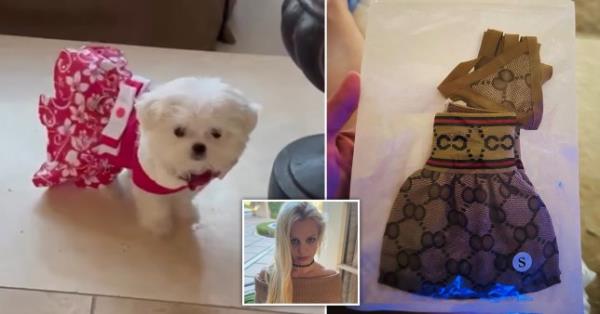 Britney Spears has bought a bikini for her dog (Picture: Instagram)