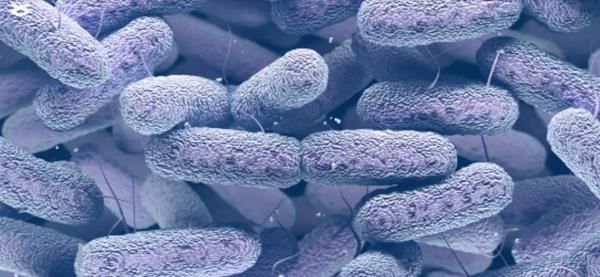 Superbug Enterobacter bugandensis that thrives on the Internatio<em></em>nal Space Station (Courtesy: NASA)