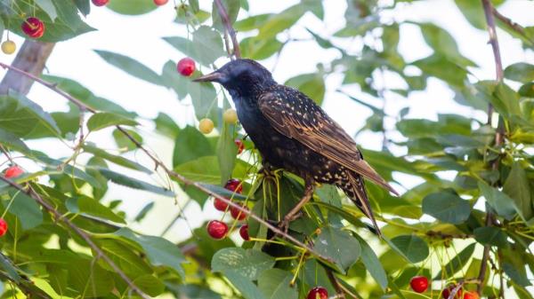 No more pecked fruit. Grab this vegetable and hang it on a branch. The birds will fly away