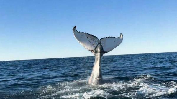 Orrca is calling for any information a<em></em>bout sightings of whales in trouble. Supplied