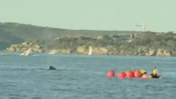 Supplied Editorial Humpback whale stuck in Sydney Harbour fishing nets A rescue mission</p>

<p>　　is underway after a humpback whale became stuck in nets at Sydney Harbour.</p>

<p>　　Picture: 9 NEWS