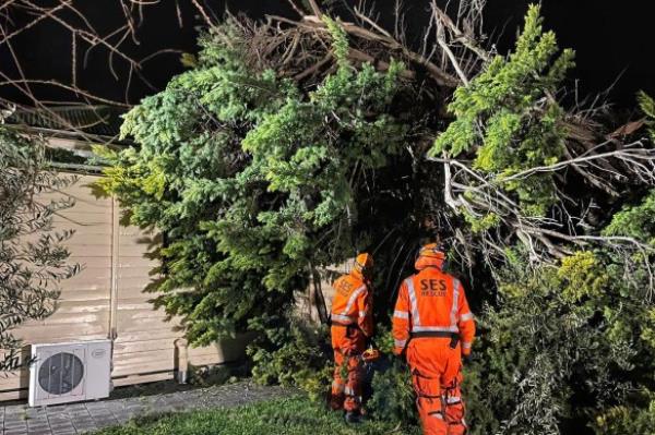 SES members at the site of fallen trees in Castlemaine on Sunday. 