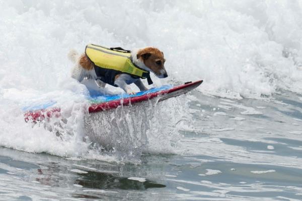 Efruz surfs on the front of the board of his caretaker Mauro Canella in San Bartolo, Peru, Thursday, Jan. 25, 2024