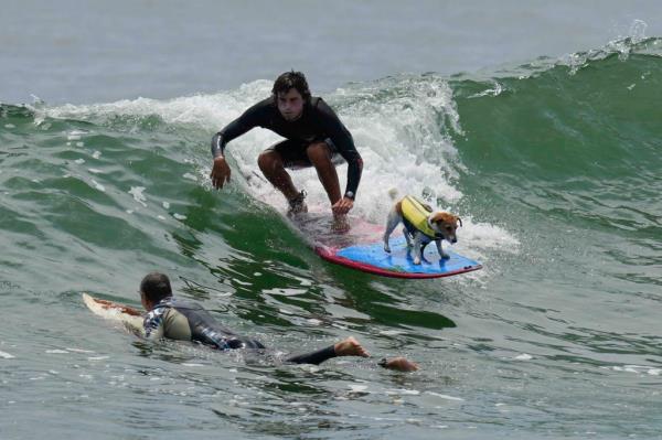 Efruz the dog seen in yellow vest standing on surfboard 